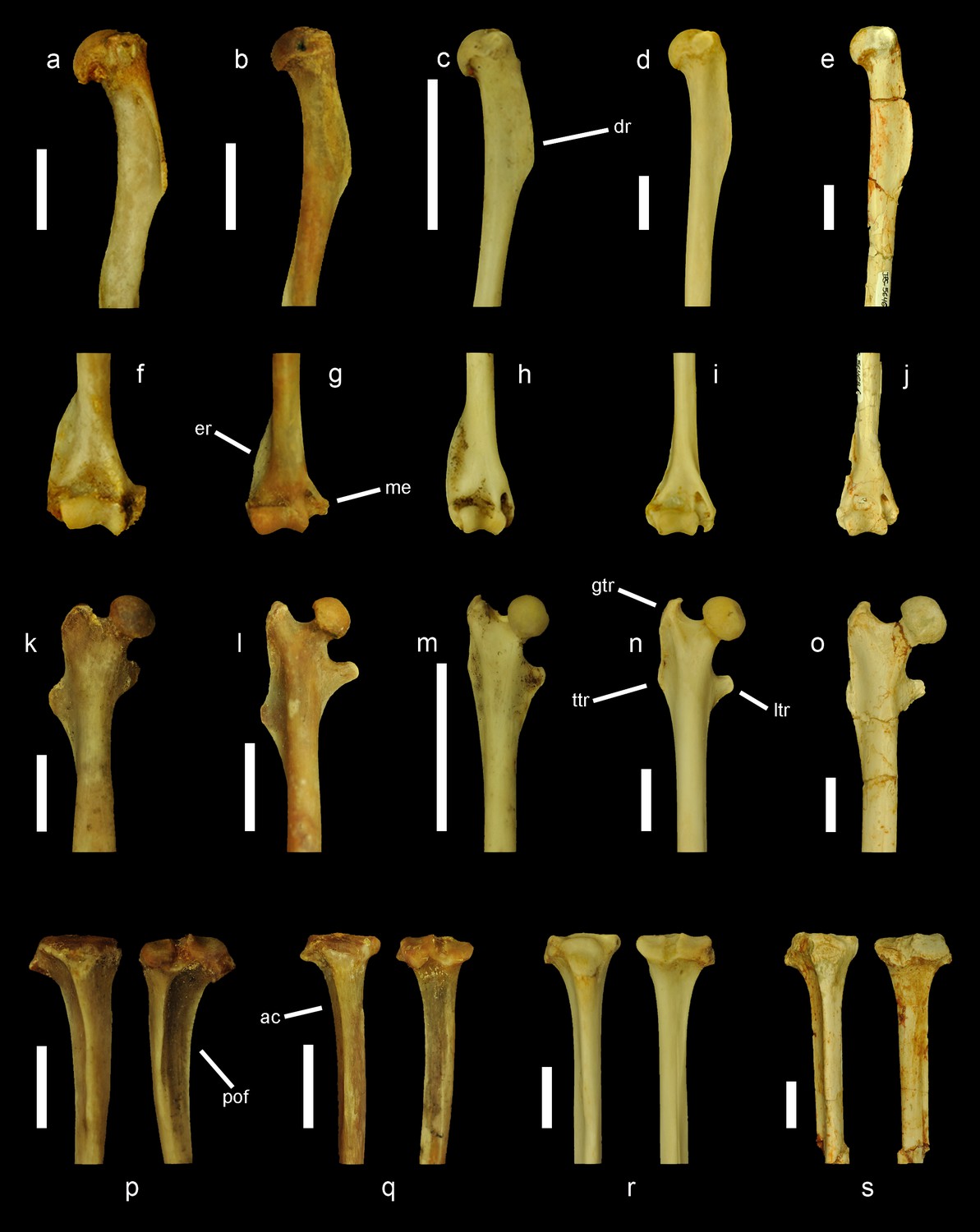 parison of the proximal and distal ends of the humerus femur and tibia of extant ground tree and flying squirrels with Miopetaurista neogrivensis