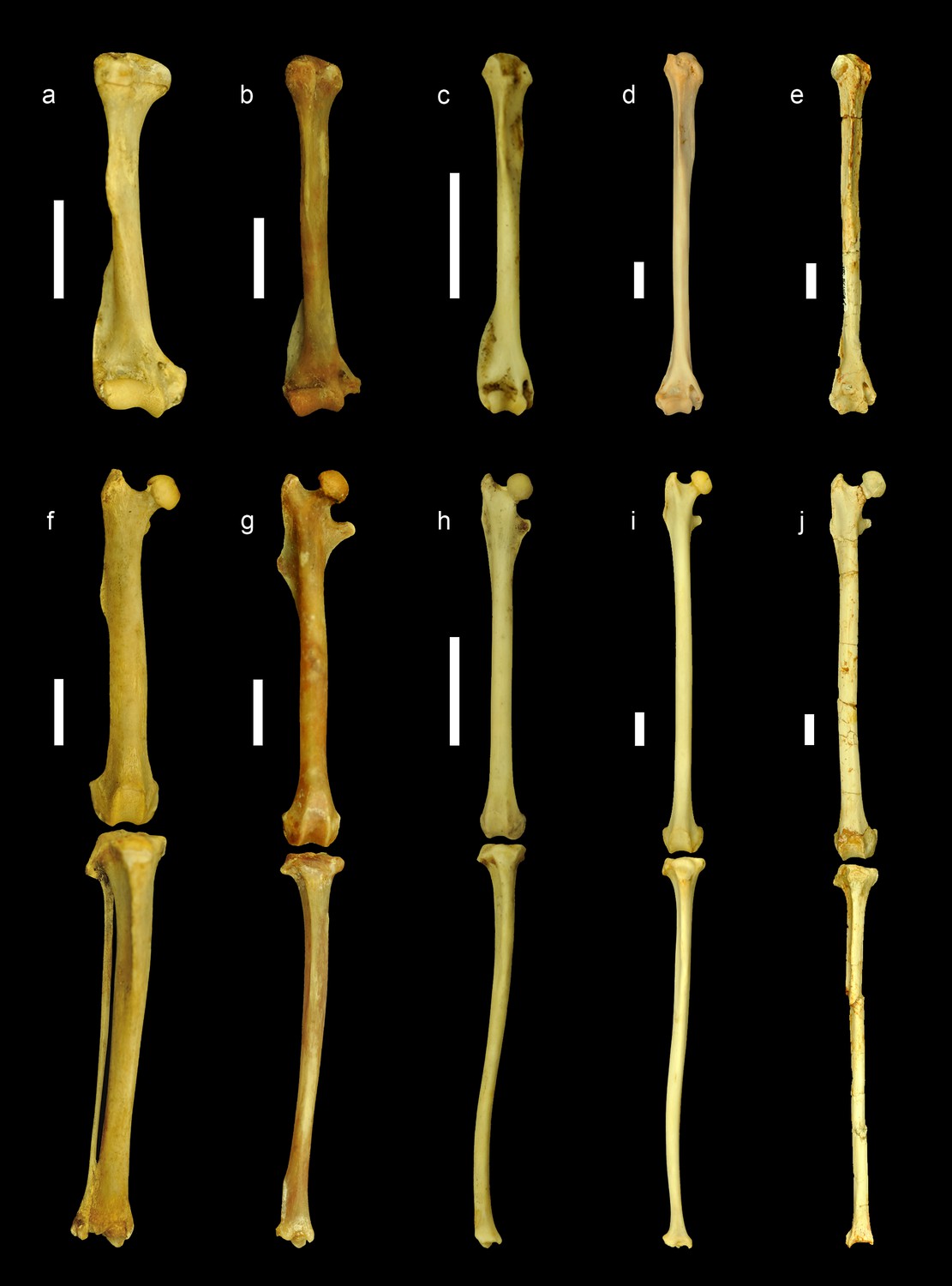 parison of the limb bones of extant ground tree and flying squirrels with Miopetaurista neogrivensis