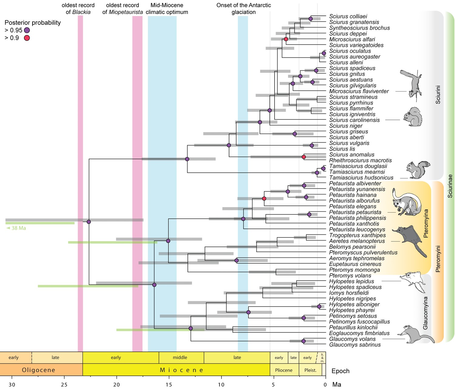Sciurinae phylogeny and node dating estimates using BEAST