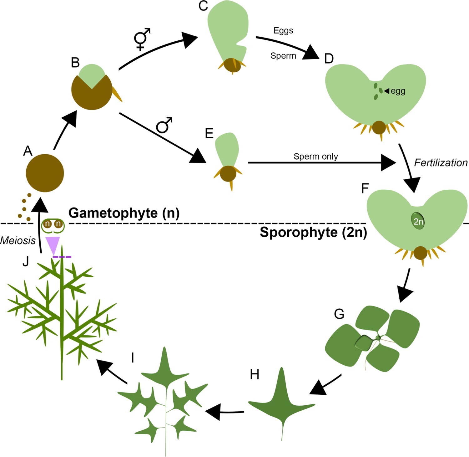 Meristem Development And Activity In Gametophytes Of The Model Fern, Ceratopteris Richardii