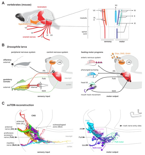 drosophila sensory neurons dendrite types