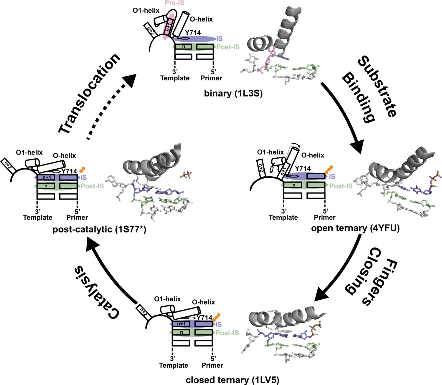 Figures and data in Crystal structures of DNA polymerase I capture ...