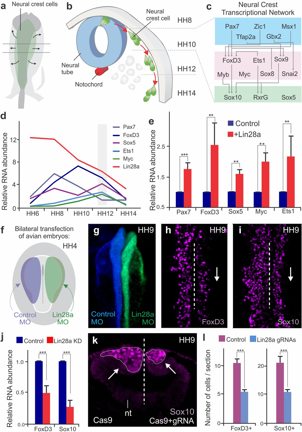 Control of neural crest multipotency by Wnt signaling and the Lin28/let-7 axis                    A neuroepithelial wave of BMP signalling drives anteroposterior specification of the tuberal hypothalamus                                      Bilateral JNK activation is a hallmark of interface surveillance and promotes elimination of aberrant cells                                      Coordinated cadherin functions sculpt respiratory motor circuit connectivity