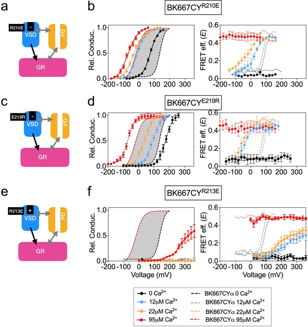 Voltage-dependent dynamics of the BK channel cytosolic gating ring are ...