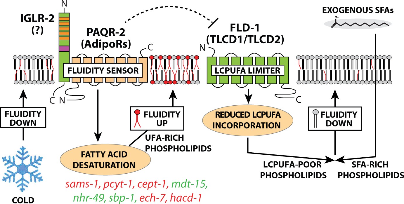 33 Label The Different Components Of A Phospholipid - Label Design ...