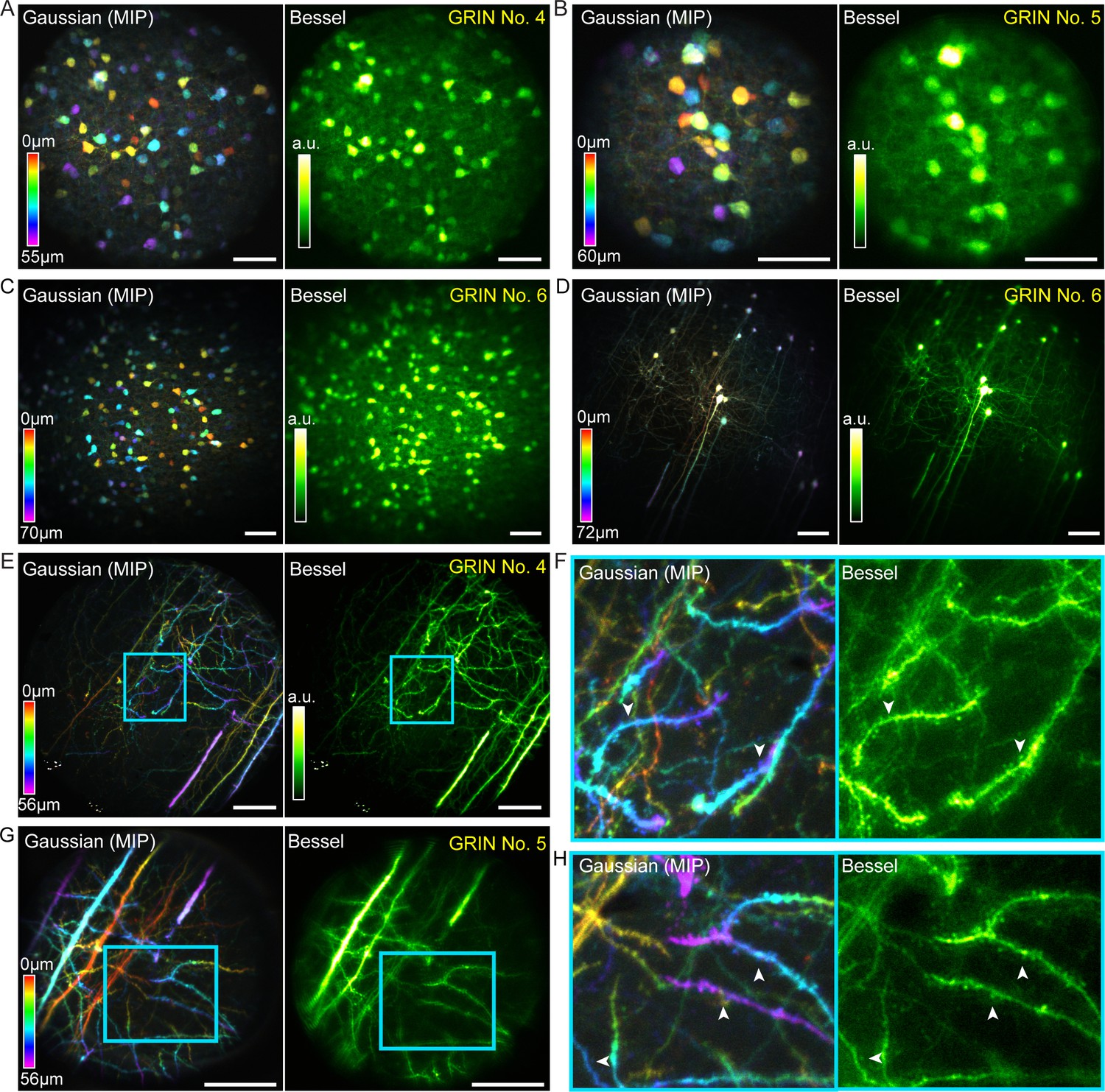 High-throughput synapse-resolving two-photon fluorescence