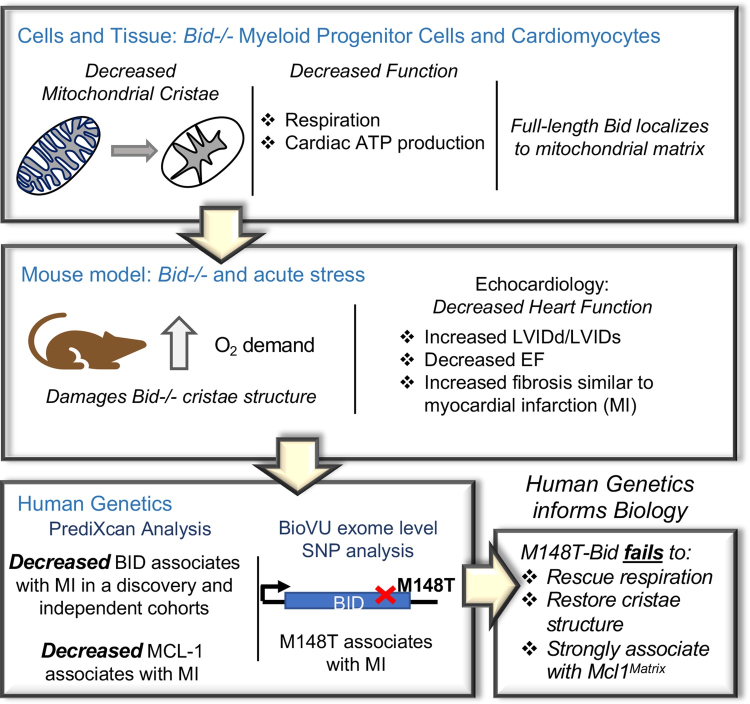 Bid Maintains Mitochondrial Cristae Structure And Function - 