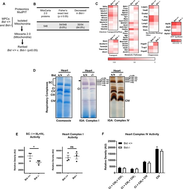 Figures and data in Bid maintains mitochondrial cristae ... Figures and data in Bid maintains mitochondrial cristae ...