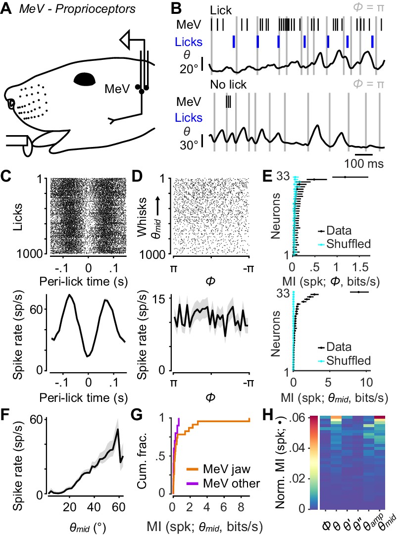 Coding Of Whisker Motion Across The Mouse Face Elife