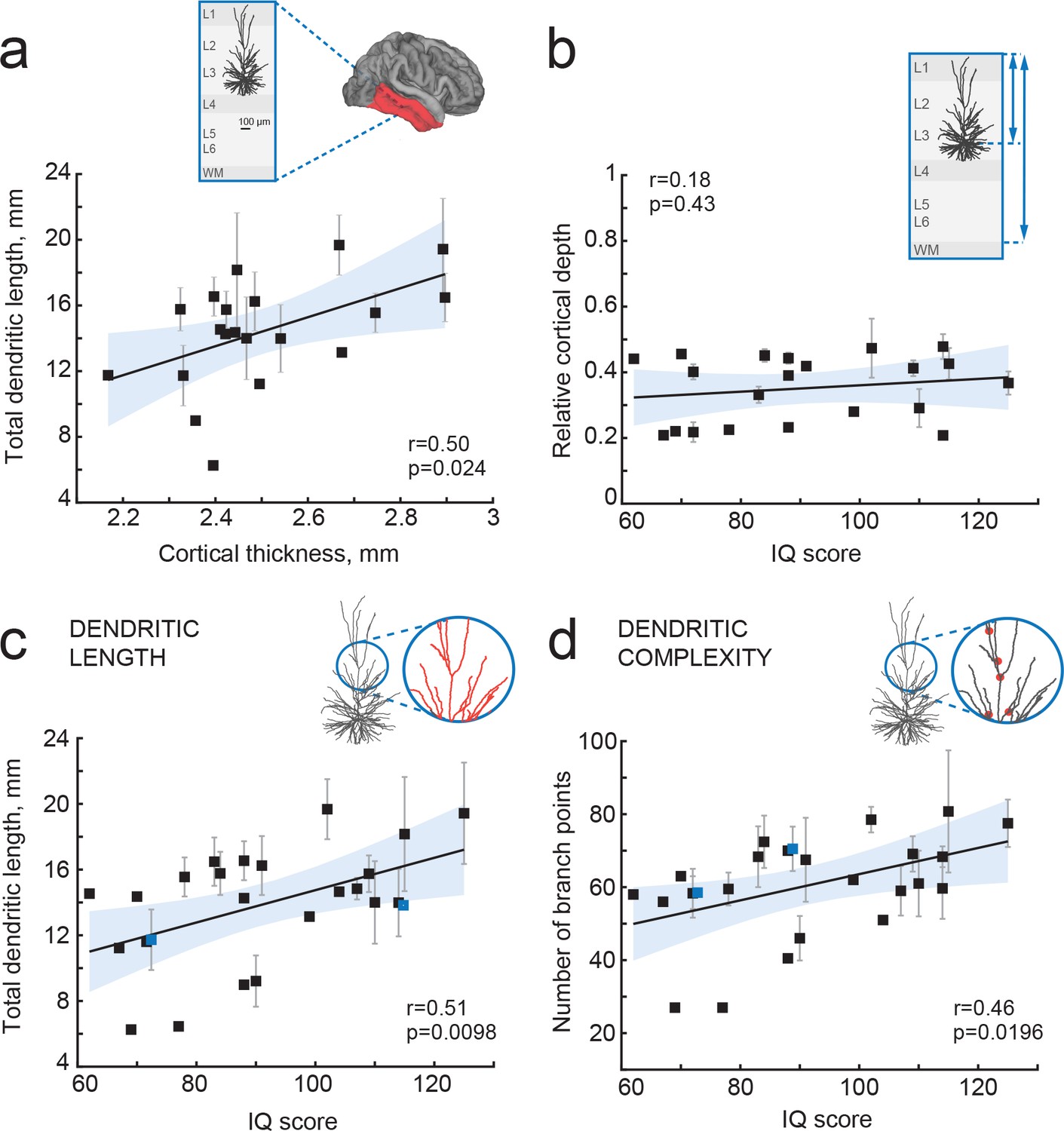 Large And Fast Human Pyramidal Neurons Associate With Intelligence Elife