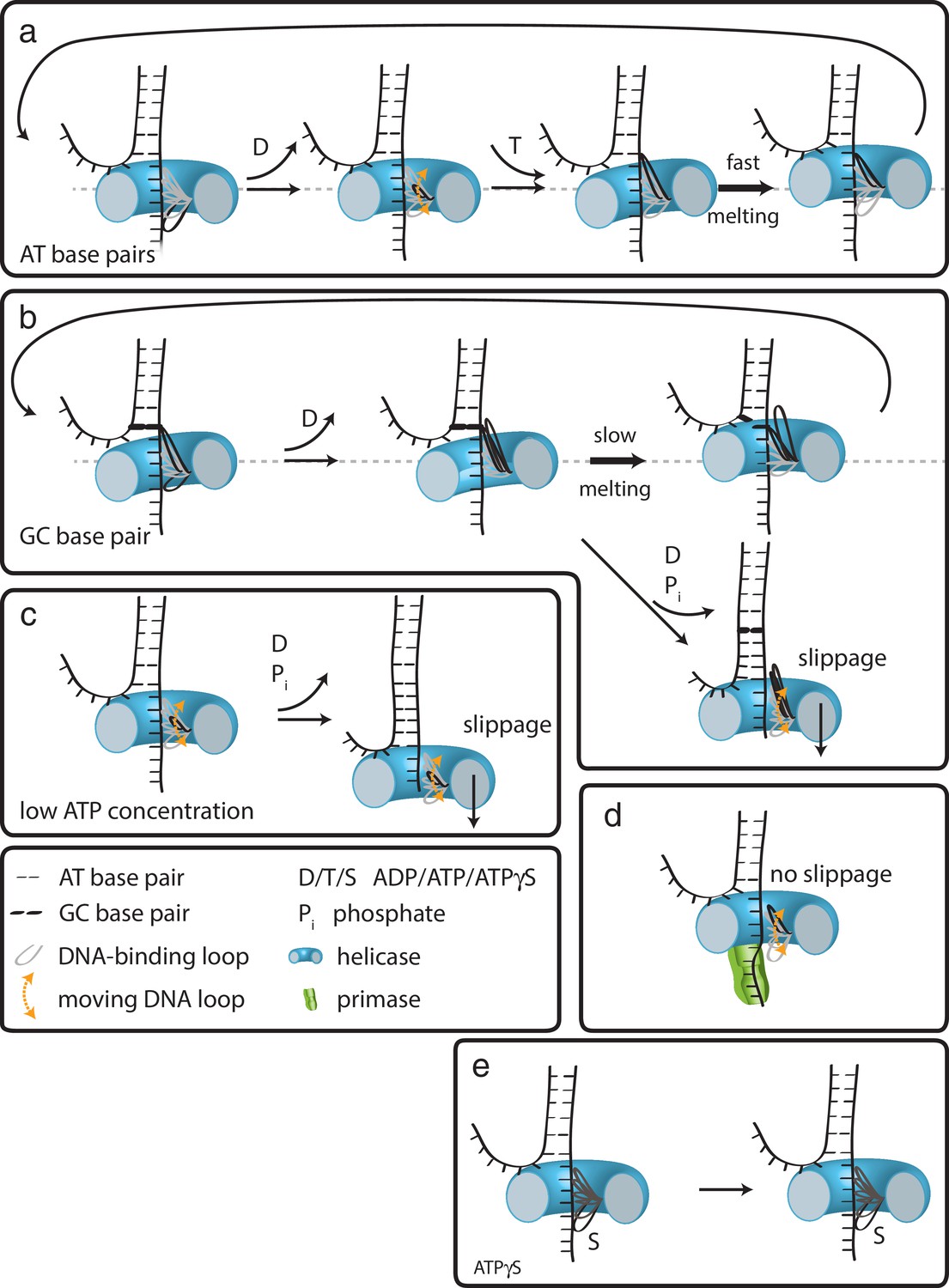 Hexameric helicase G40P unwinds DNA in single base pair steps | eLife