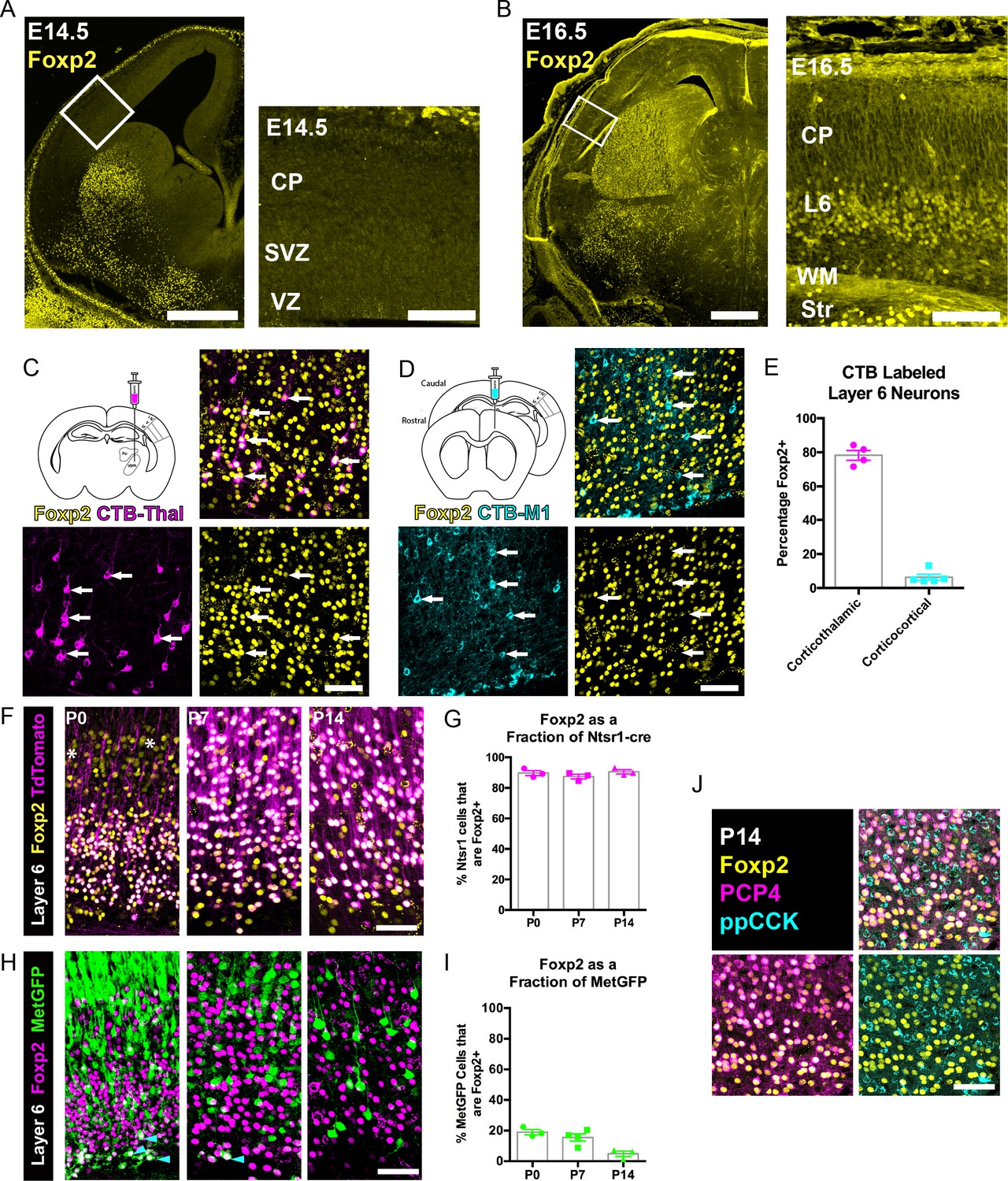 Foxp Exhibits Projection Neuron Class Specific Expression But Is Not