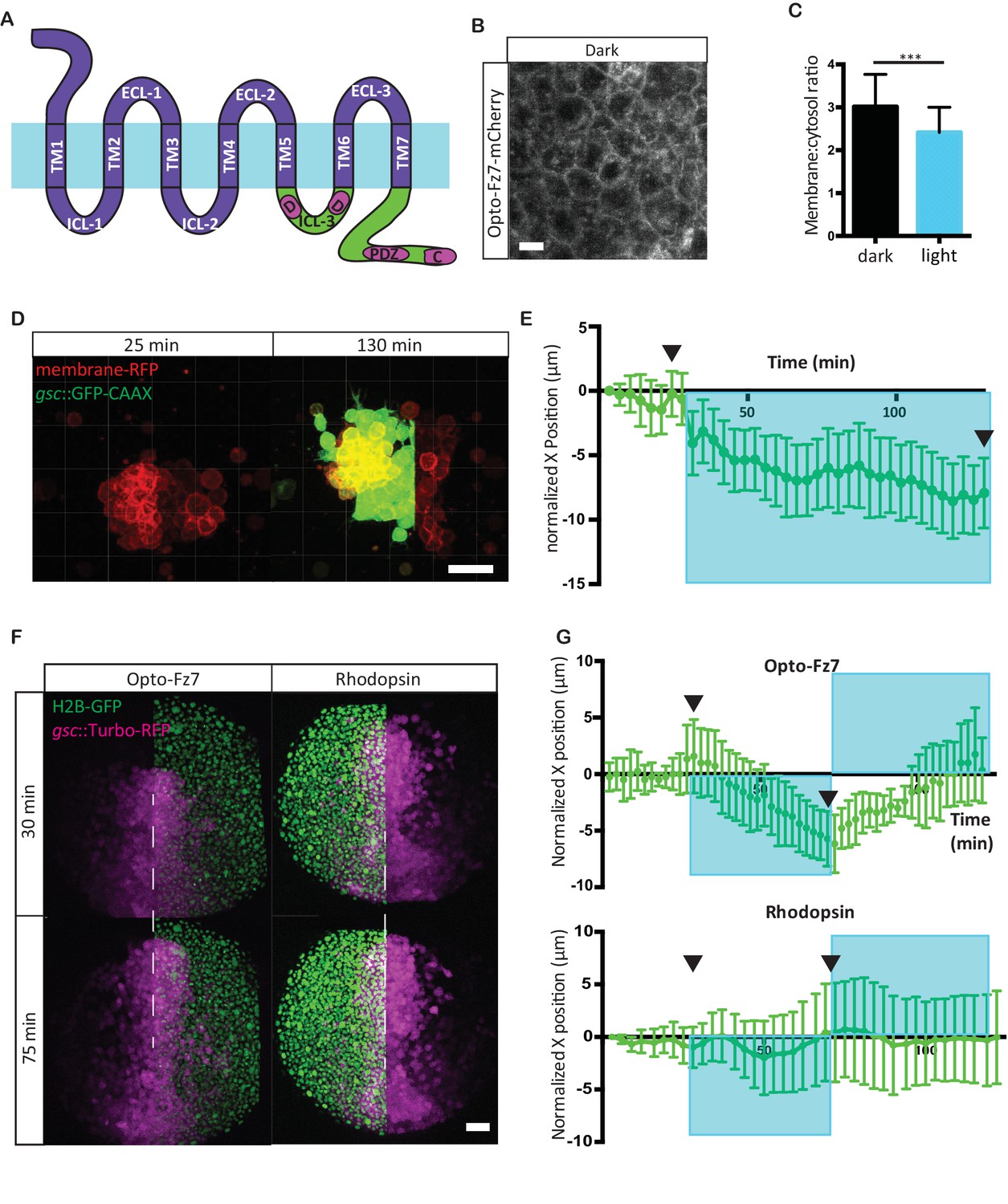 Light Activated Frizzled7 Reveals A Permissive Role Of Non