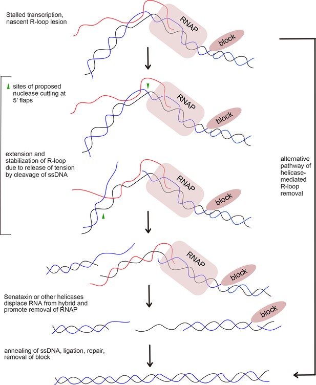 Sae2/CtIP prevents R-loop accumulation in eukaryotic cells | eLife