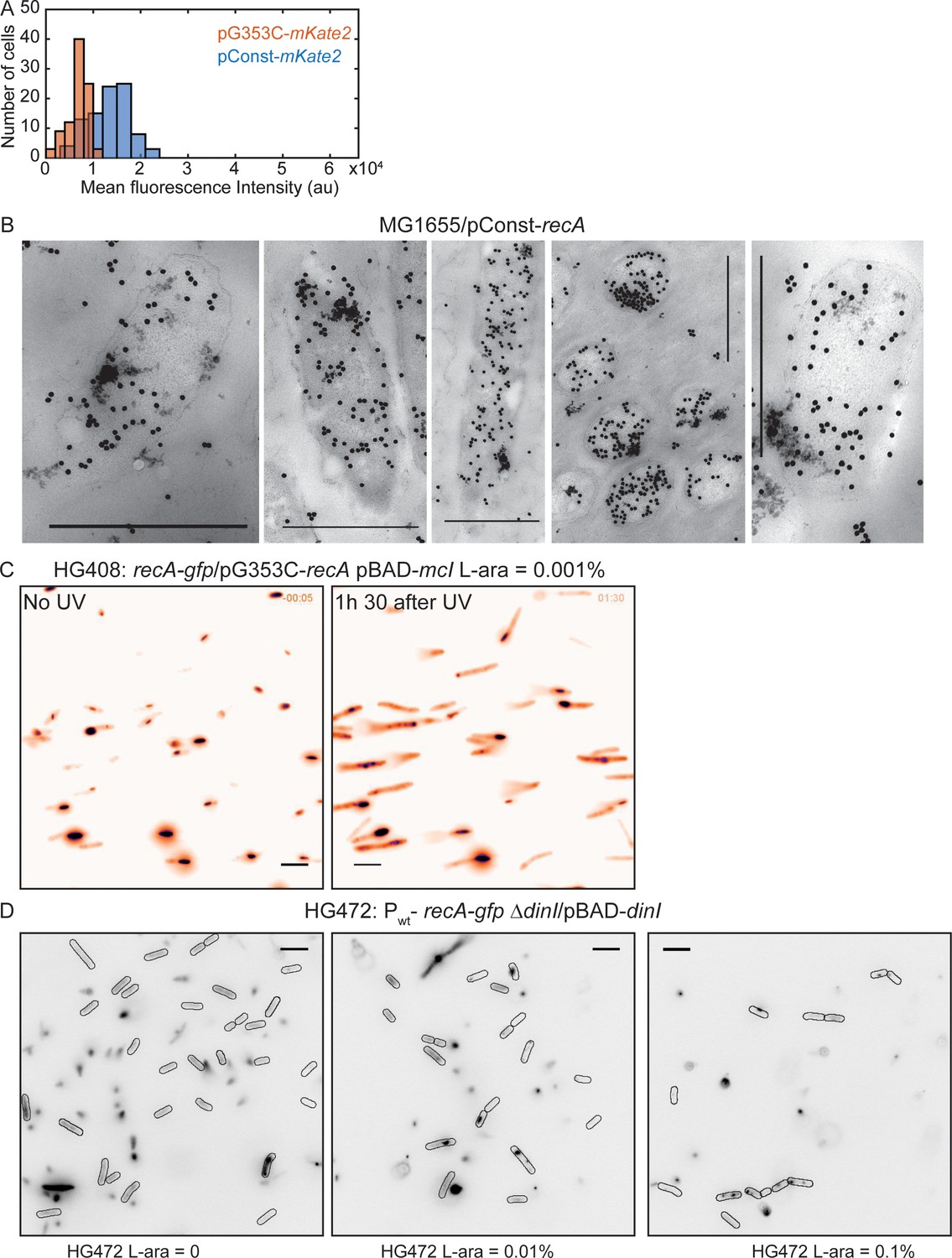 Spatial And Temporal Organization Of Reca In The Escherichia Coli Dna Damage Response Elife