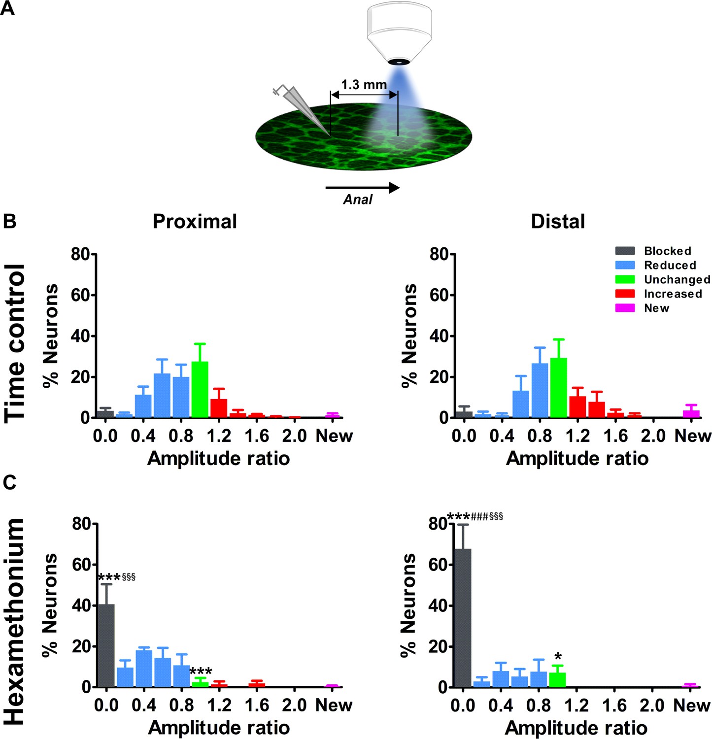 3d Map Of Mouse Neurons Reveals Complex Connections Nature >> Regional Complexity In Enteric Neuron Wiring Reflects Diversity Of 3d Map Of Mouse Neurons Reveals Complex Connections Nature >> Regional Complexity In Enteric Neuron Wiring Reflects Diversity Of