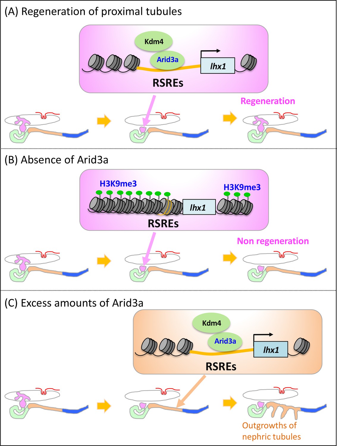 Arid3a Regulates Nephric Tubule Regeneration Via Evolutionarily