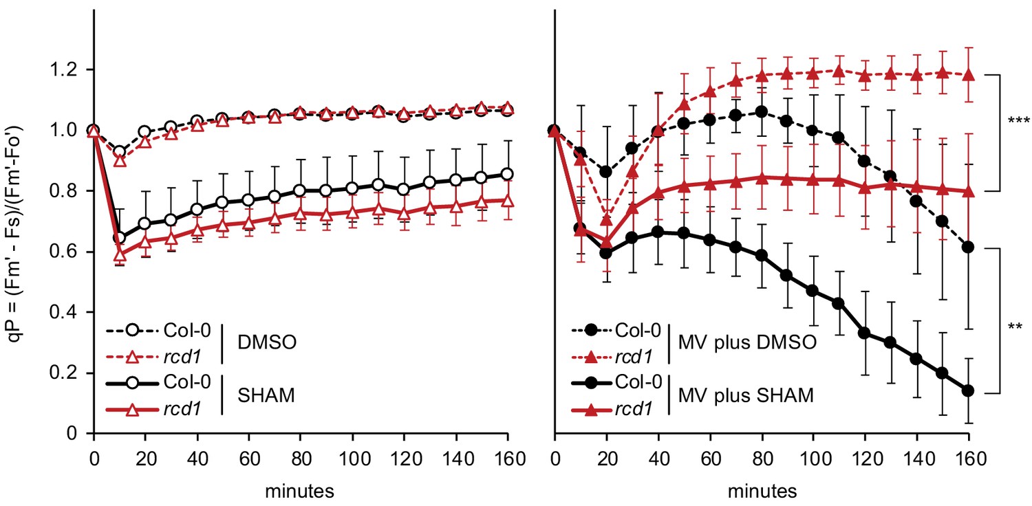 Arabidopsis Rcd1 Coordinates Chloroplast And Mitochondrial - 