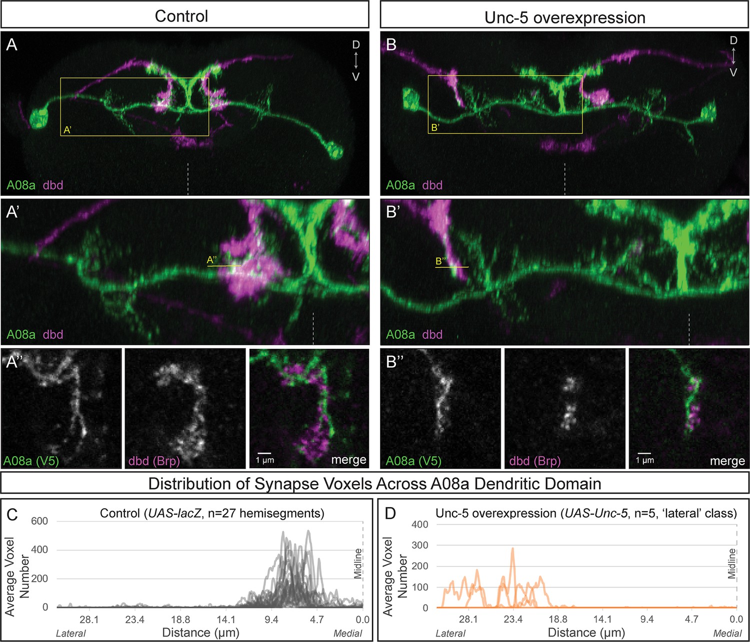Regulation Of Subcellular Dendritic Synapse Specificity By Axon