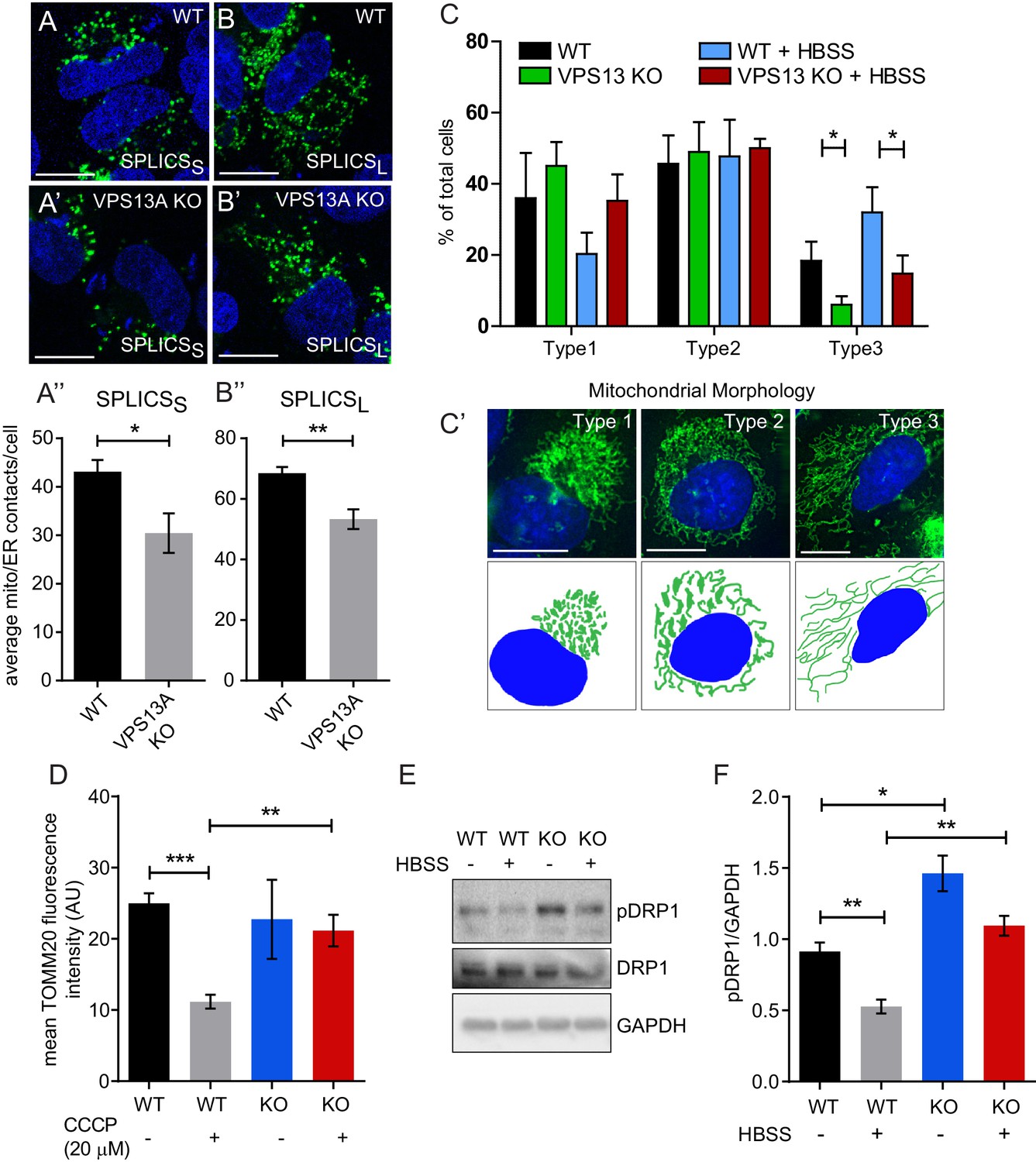 Human Vps13a Is Associated With Multiple Organelles And Influences