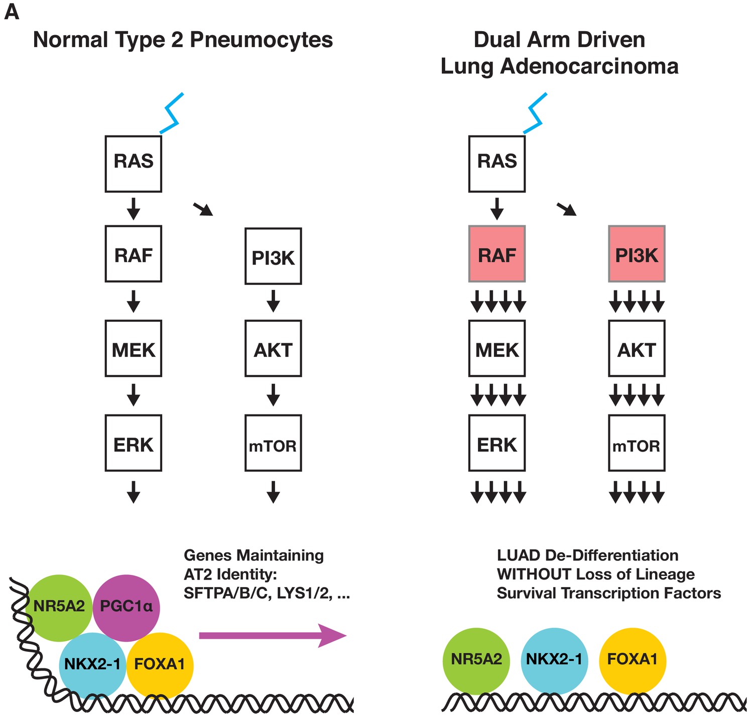 diabetes de glicosilación aqp5
