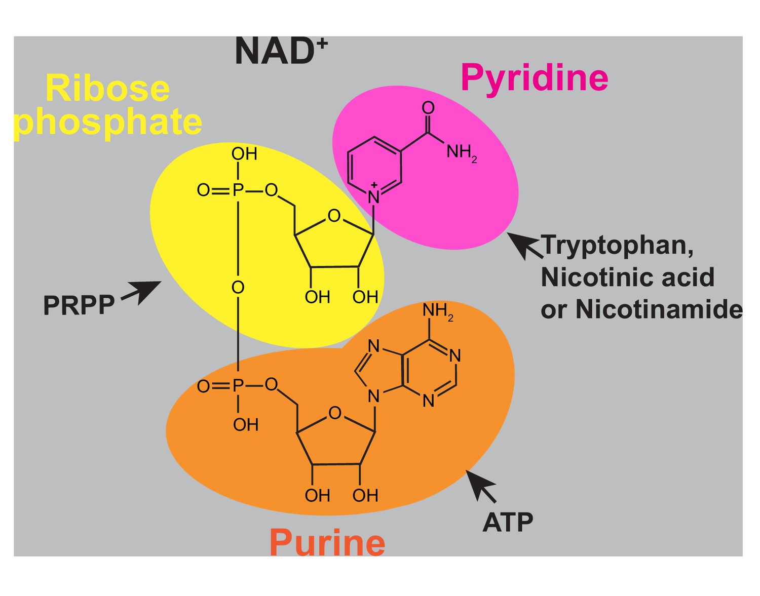 Figures And Data In Dual Control Of NAD+ Synthesis By Purine ...