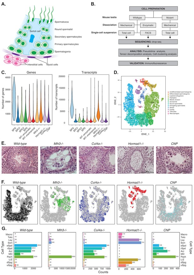 Unified Single Cell Analysis Of Testis Gene Regulation And Pathology In Five Mouse Strains Elife