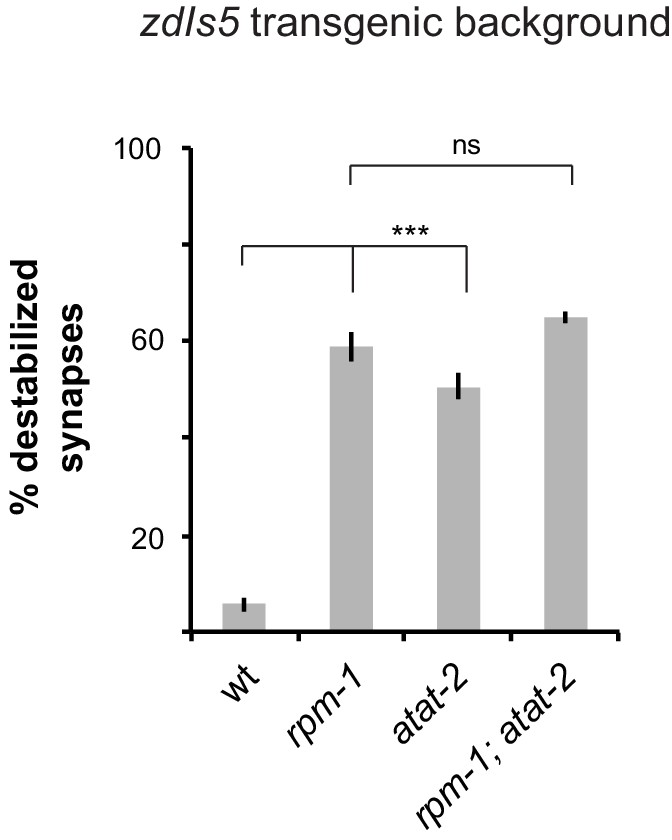 Synapse Maintenance Is Impacted By Atat 2 Tubulin