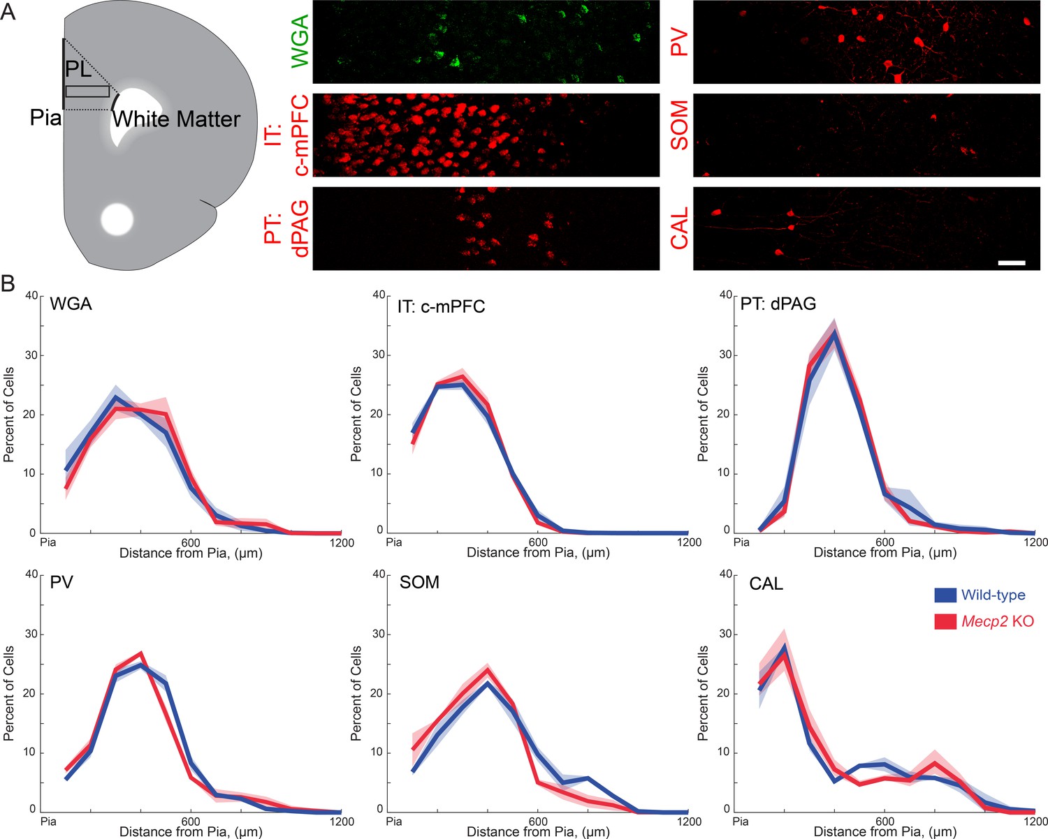 Ventral Hippocampal Projections To The Medial Prefrontal Cortex