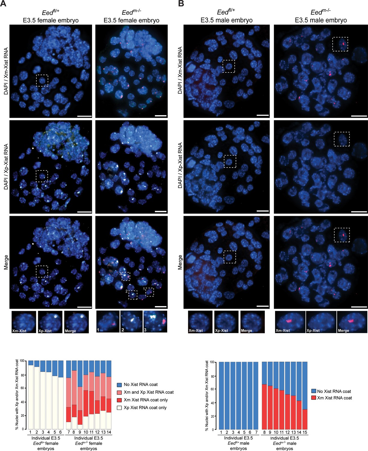 Conversion Of Random X Inactivation To Imprinted X - 