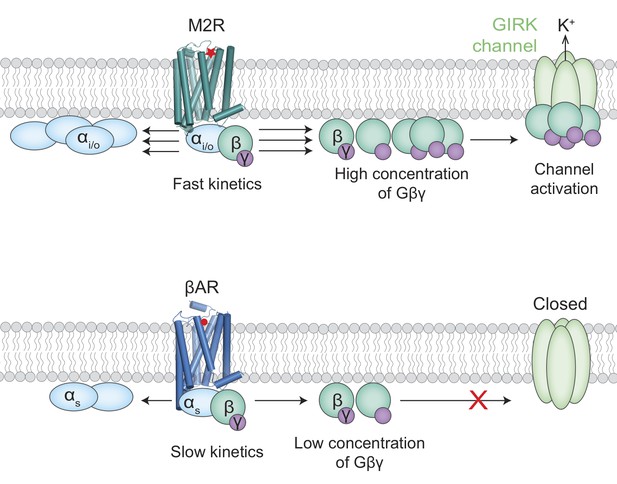 Ion Channels: Solving A Specificity Mystery 