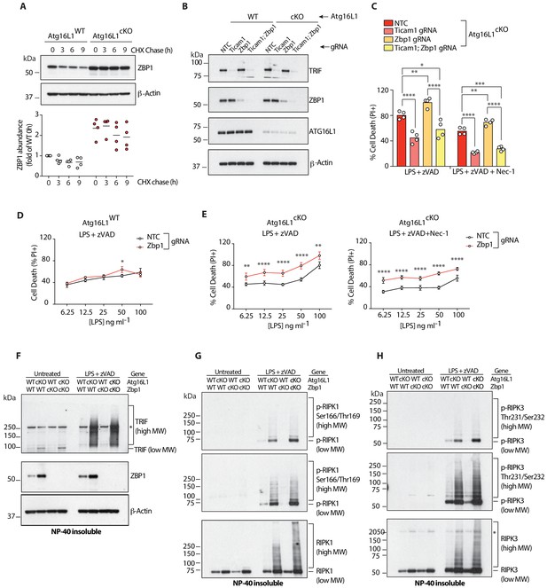 Autophagy regulates inflammatory programmed cell death via turnover of ...