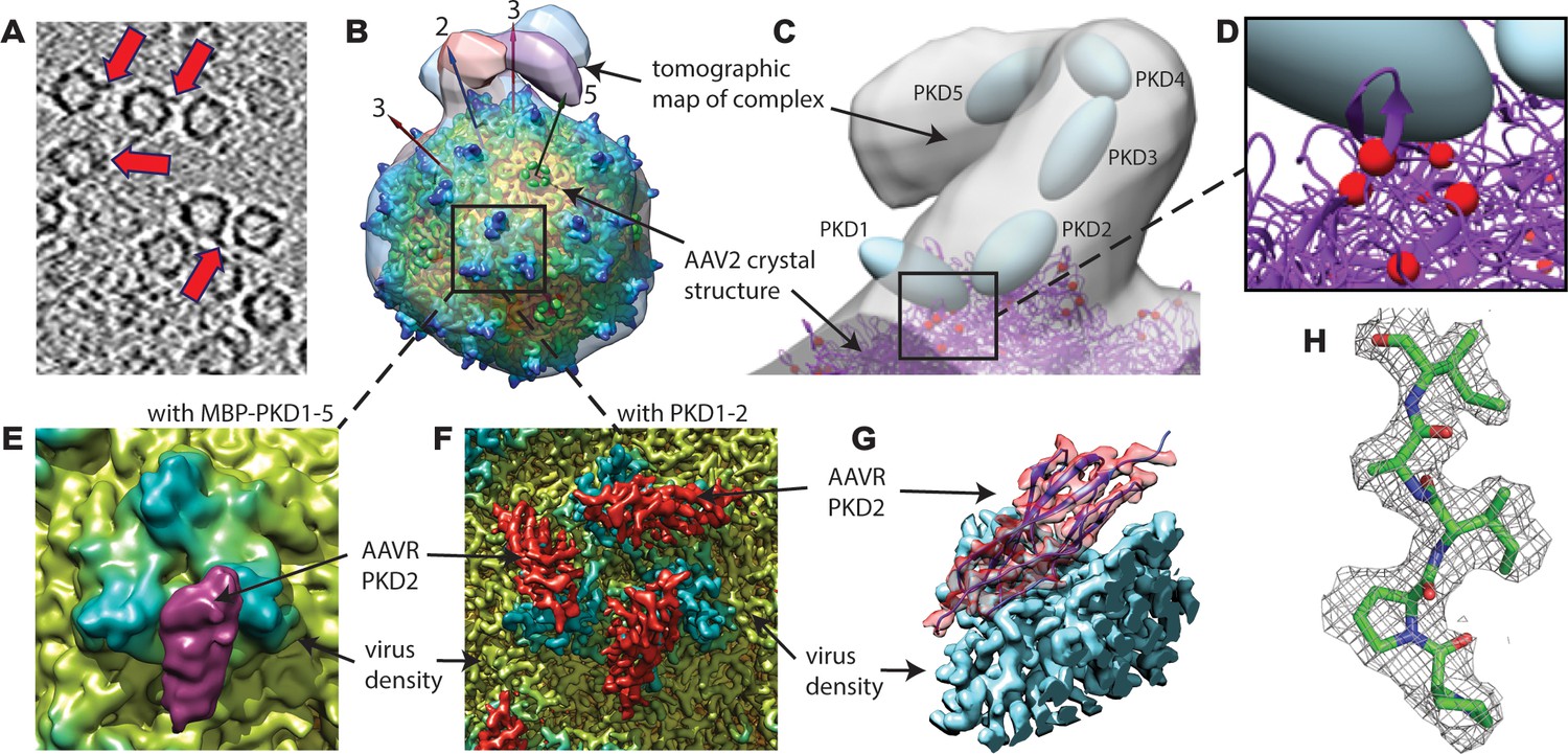 Structure of the gene therapy vector, adeno-associated virus with its