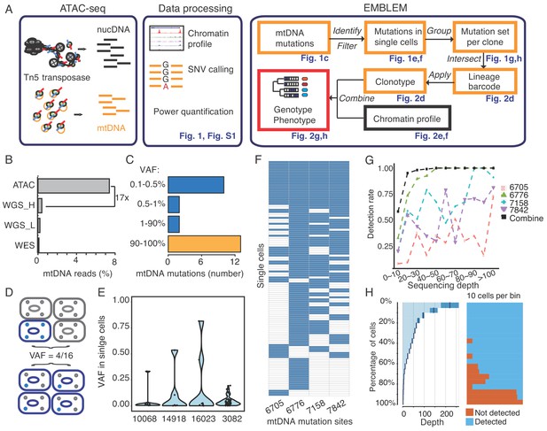 step seq asset