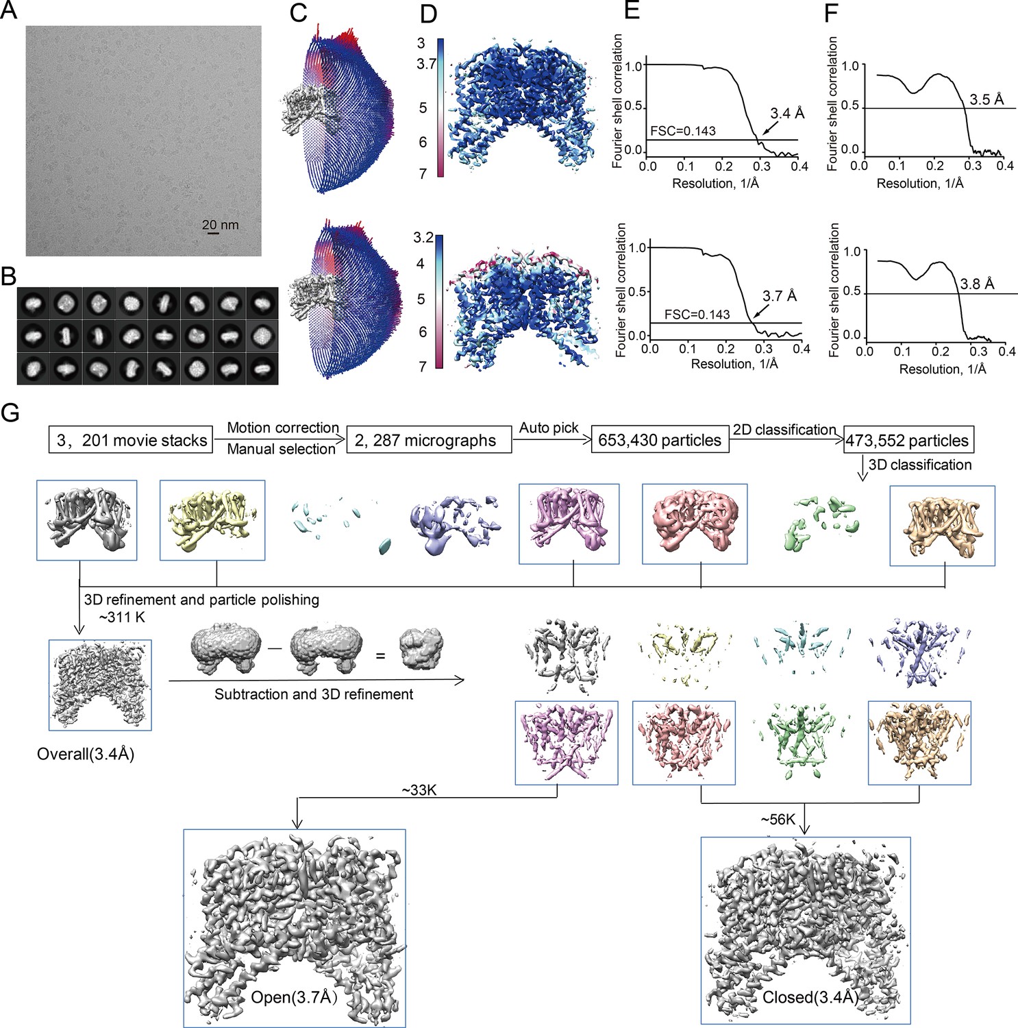 Figures and data in Structural mechanisms of phospholipid activation of ...