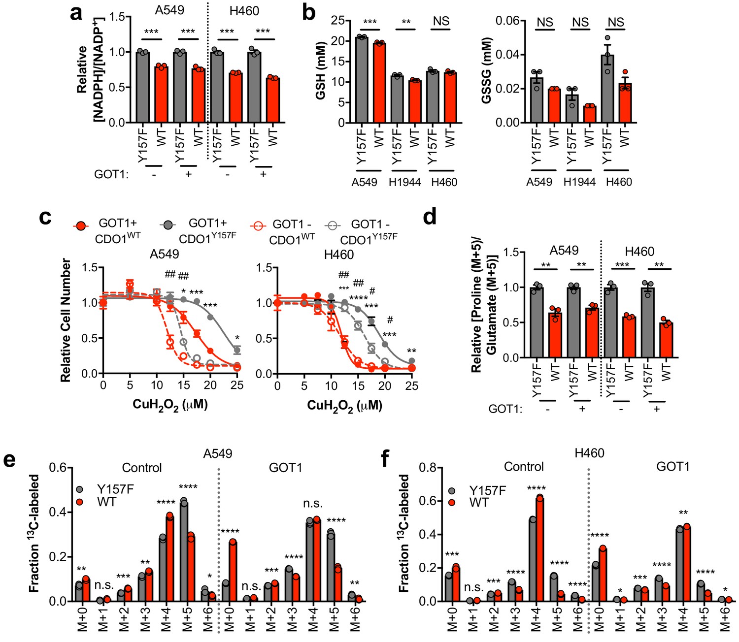 Cysteine Dioxygenase 1 Is A Metabolic Liability For Non Small Cell Lung Cancer Elife