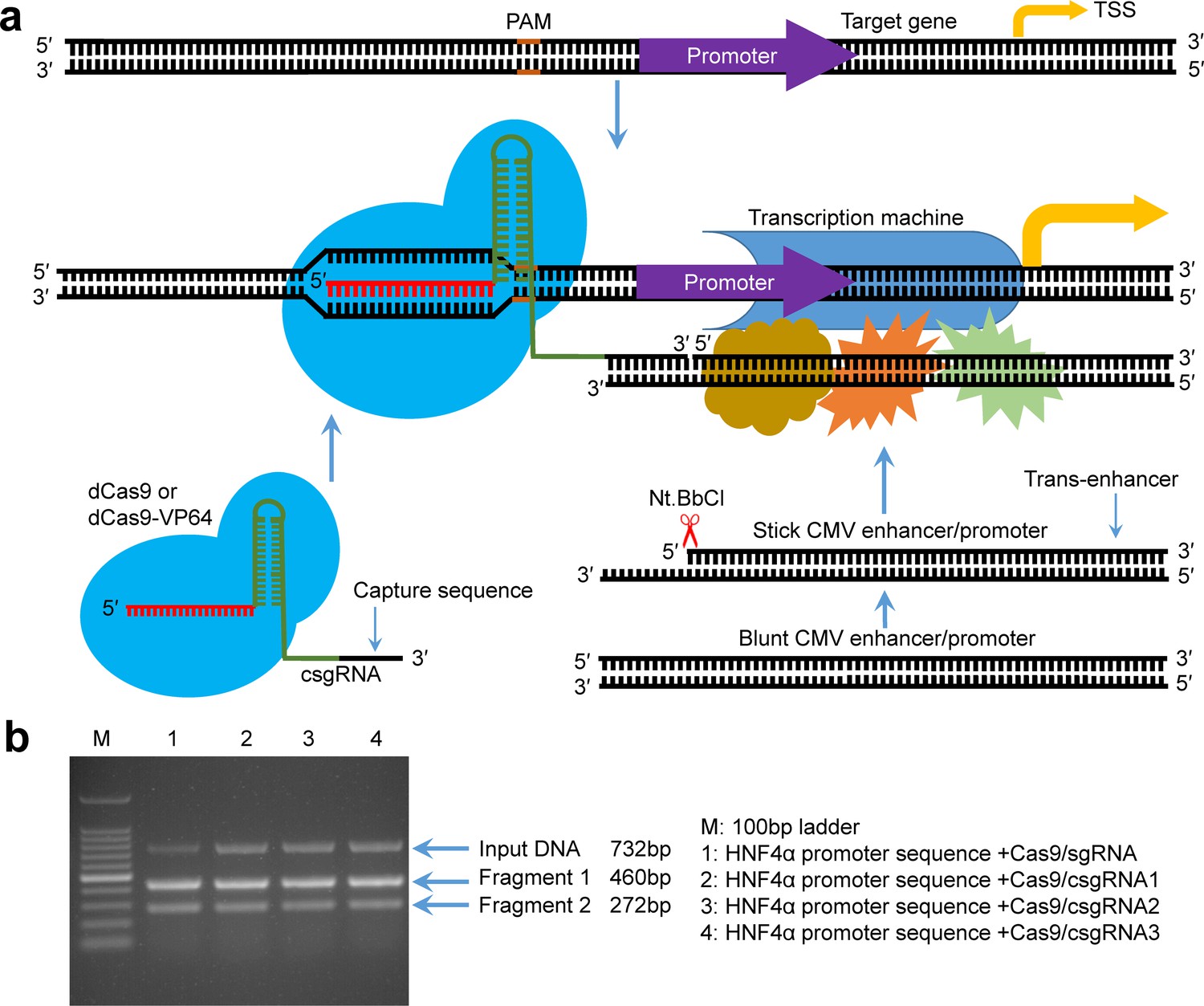 Gene activation by a CRISPR-assisted trans enhancer | eLife