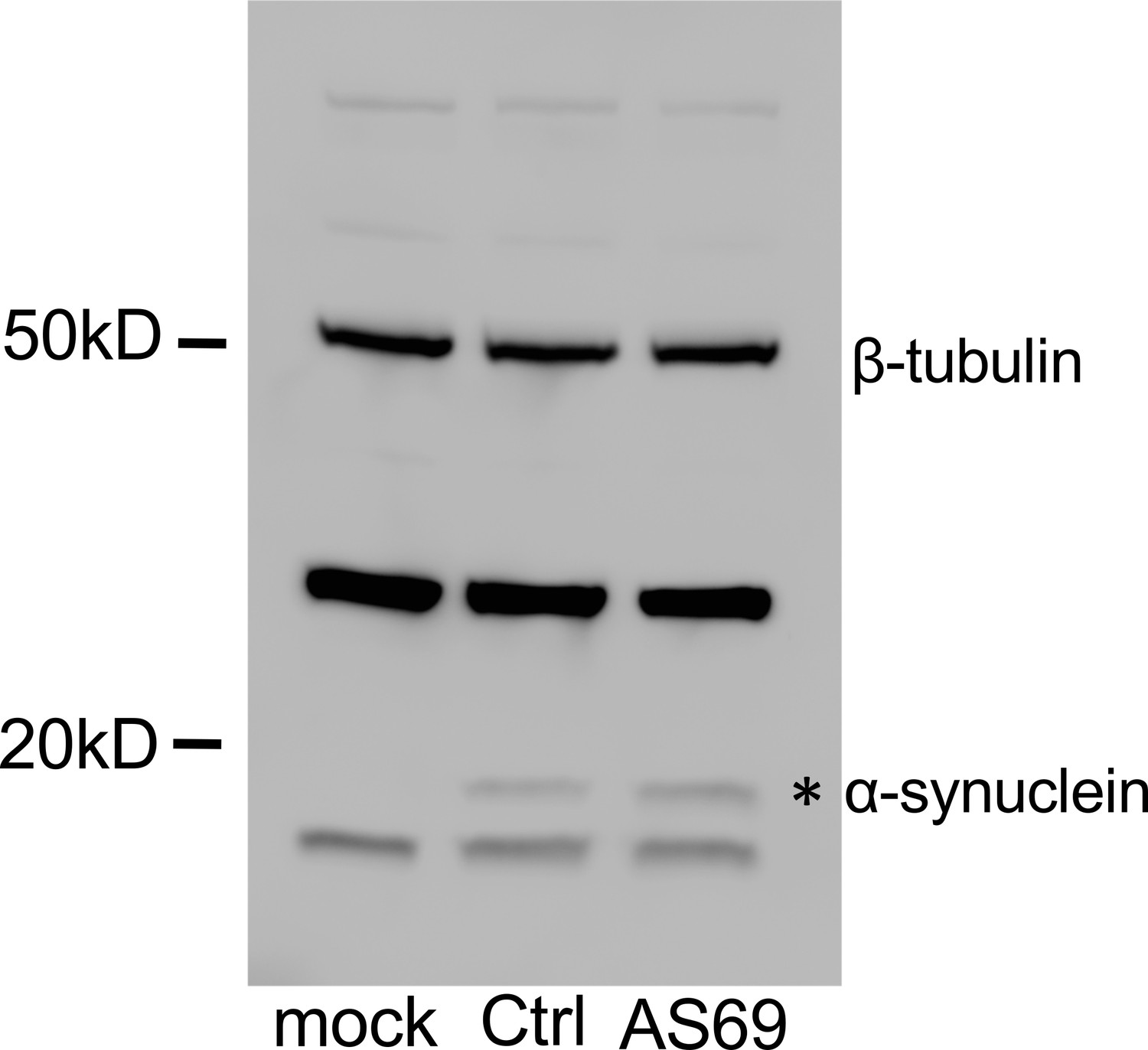 An Engineered Monomer Binding Protein For A Synuclein