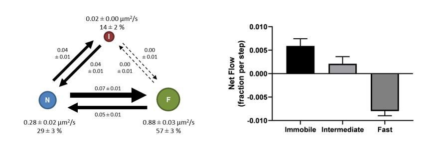 High Throughput Single Particle Tracking Reveals Nested Membrane Domains That Dictate Krasg12d Diffusion And Trafficking Elife