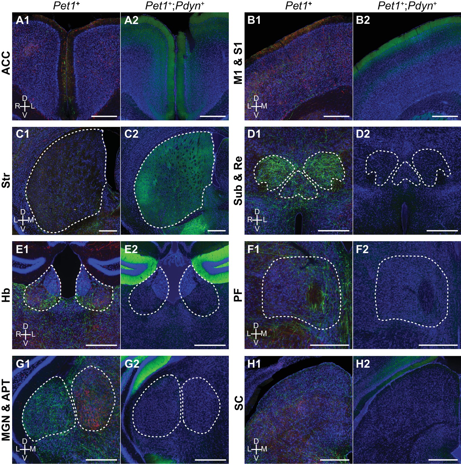 Figures and data in Molecular and anatomical organization of the dorsal