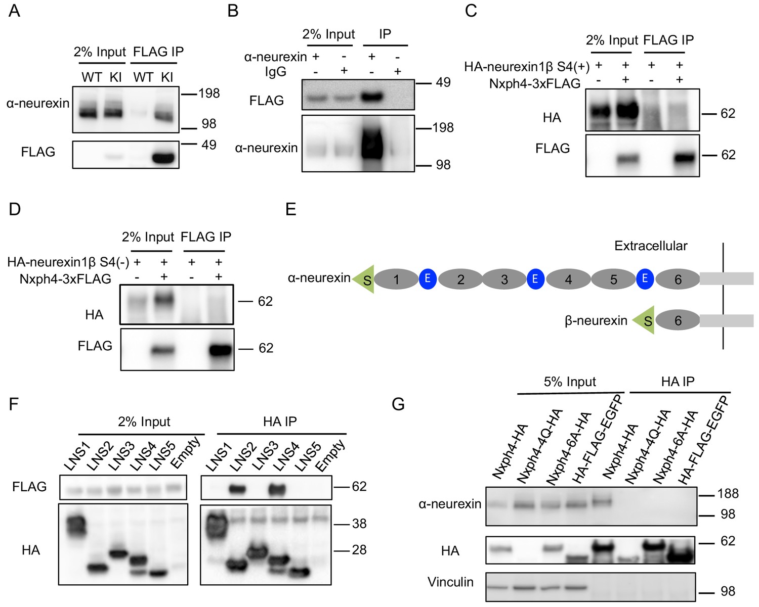 Neurexophilin4 is a selectively expressed \u03b1-neurexin ligand that ...