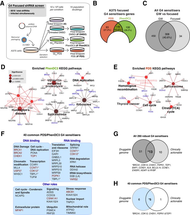 Figures And Data In Genetic Interactions Of G-quadruplexes In Humans ...