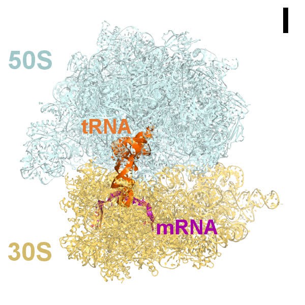 Extensive Ribosome And Rf2 Rearrangements During Translation