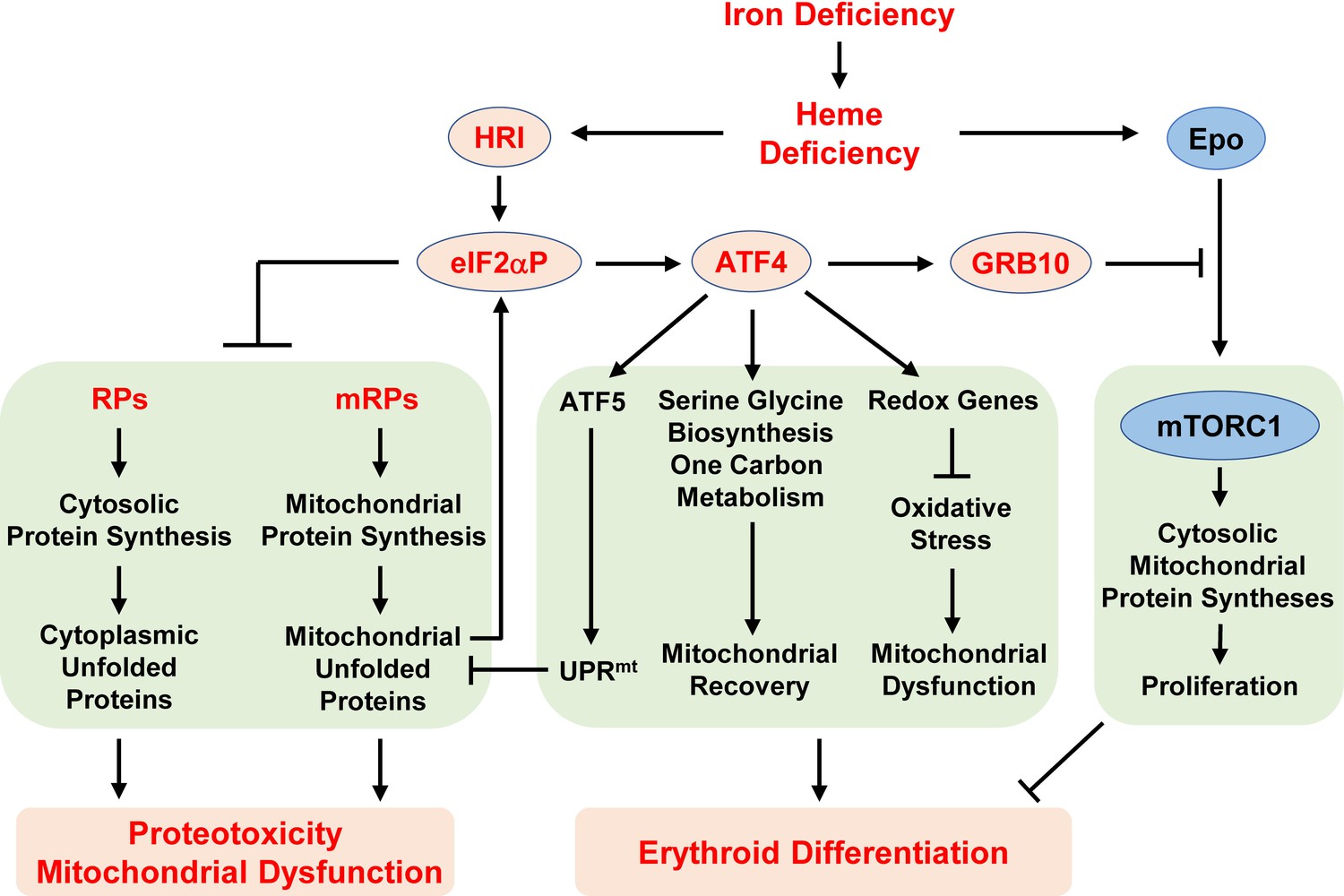 Hri Coordinates Translation Necessary For Protein Homeostasis And