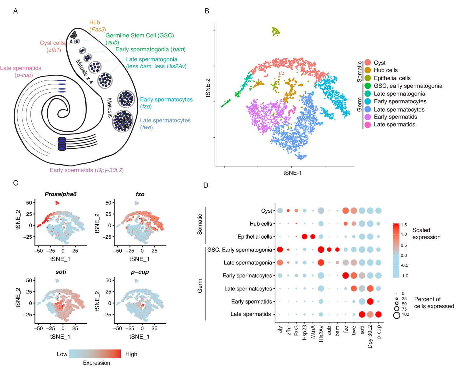 Testis Single Cell Rna Seq Reveals The Dynamics Of De Novo Gene