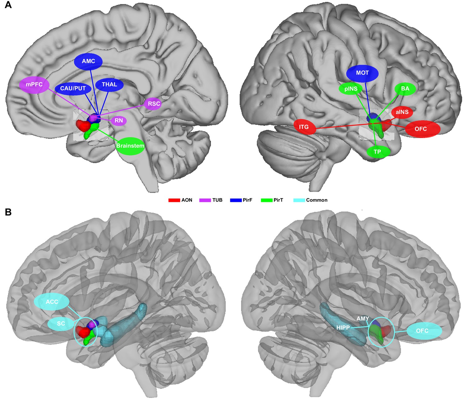 Characterizing functional pathways of the human olfactory system | eLife