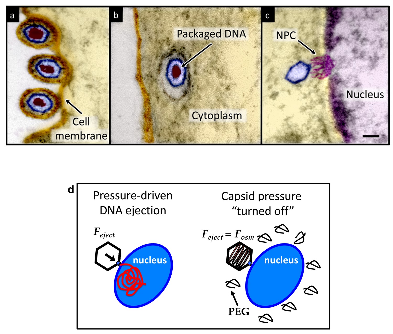 Pressure-driven release of viral genome into a host nucleus is a