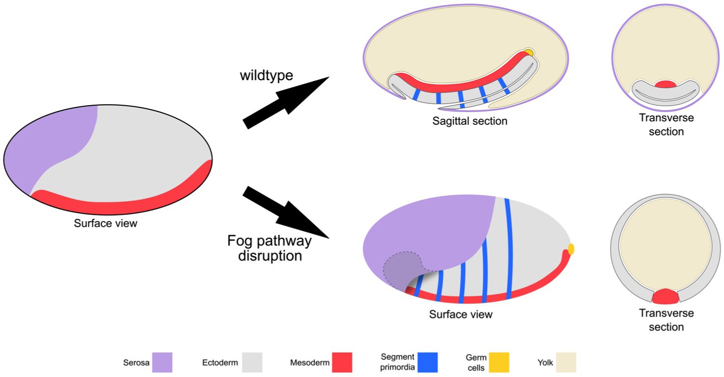 Fog Signaling Has Diverse Roles In Epithelial Morphogenesis In
