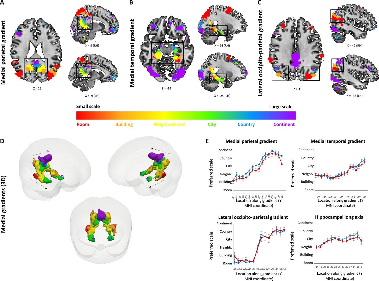 Processing Of Different Spatial Scales In The Human Brain | ELife