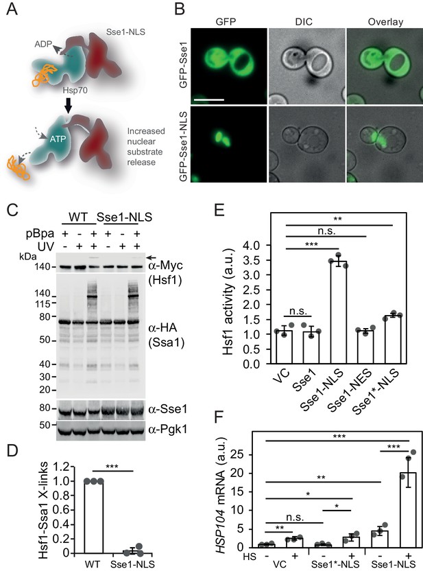 Cytoplasmic protein misfolding titrates Hsp70 to activate nuclear Hsf1 ...